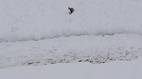 Gemsjährling im hohen Schnee watend